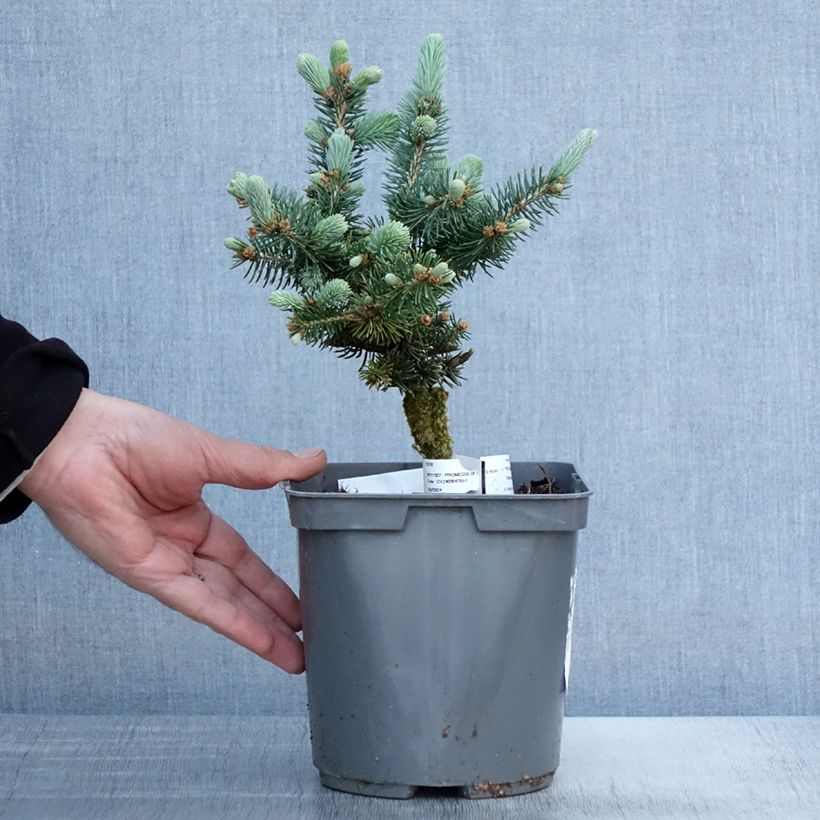 Spécimen de Epicea bleu - Picea pungens Glauca Globosa  Pot de 2L/3L tel que livré au printemps