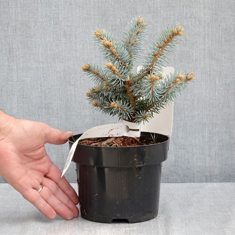 Spécimen de Epicea bleu - Picea pungens Glauca Globosa  Pot de 2L/3L tel que livré en été