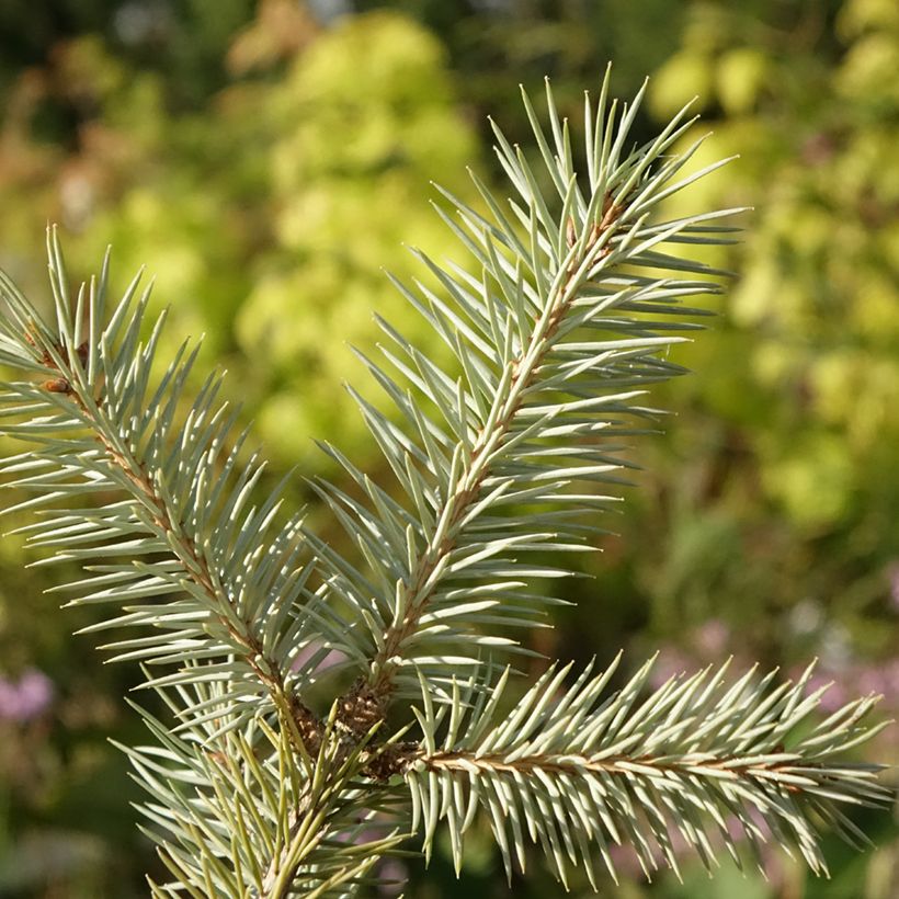 Epicea bleu - Picea pungens Karpaten (Feuillage)