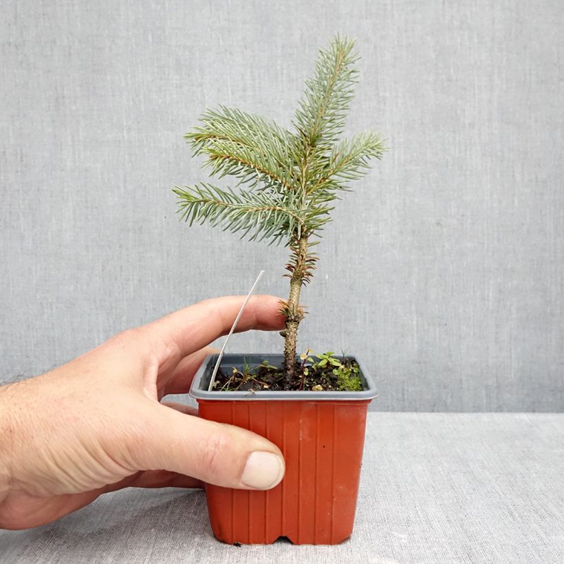 Spécimen de Epicea bleu - Picea pungens Karpaten Godet de 8/9 cm tel que livré en automne