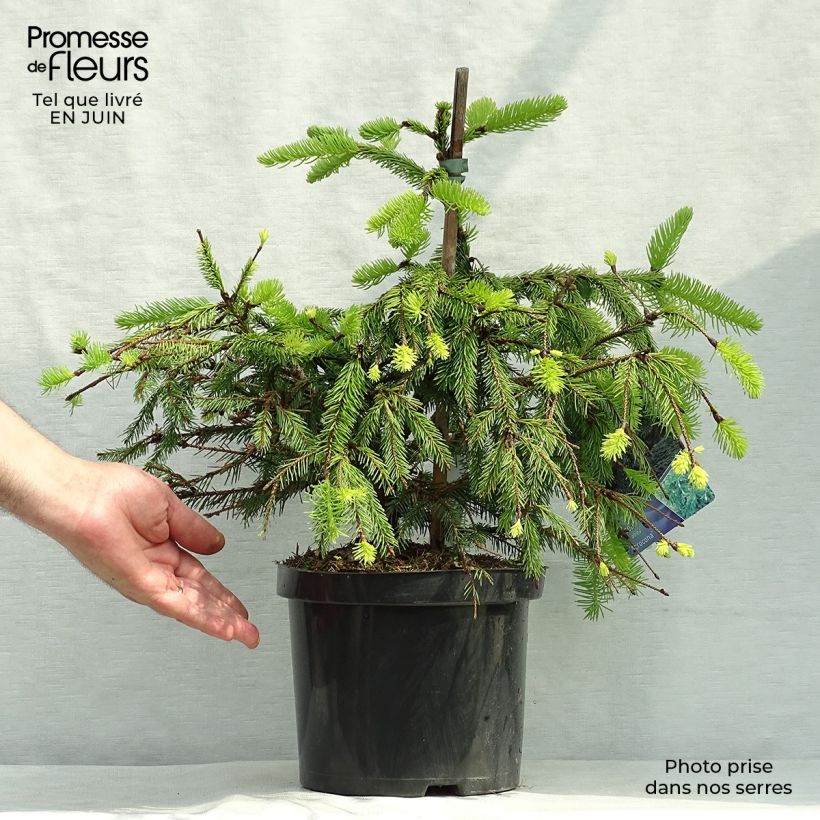 Spécimen de Épicéa commun - Picea abies Acrocona Pot de 3L/4L tel que livré en été