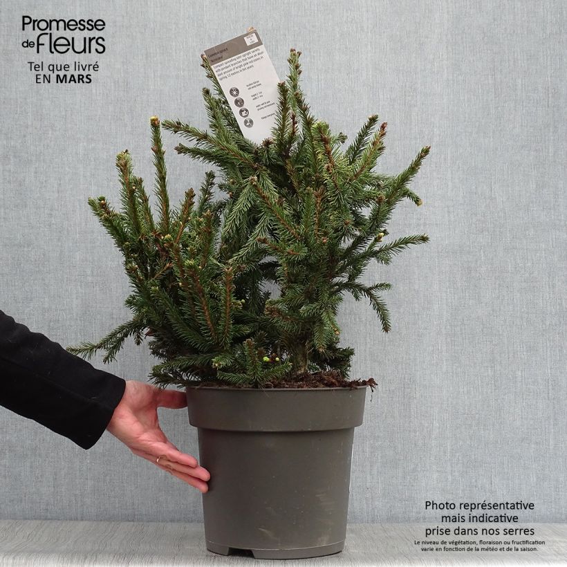 Spécimen de Épicéa commun - Picea abies Acrocona Pot de 3L/4L tel que livré au printemps