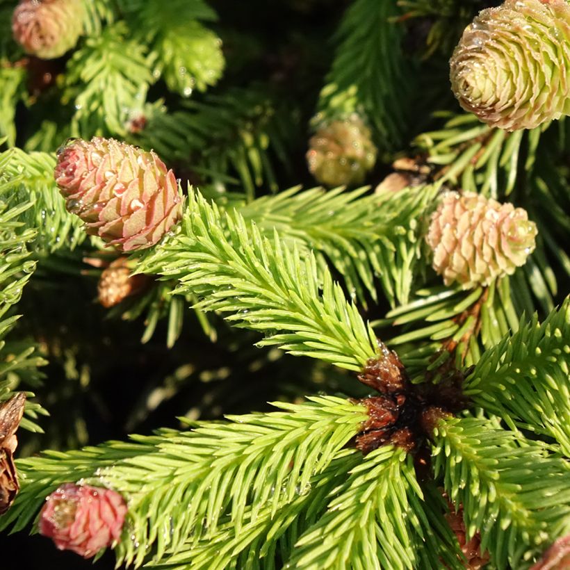 Epicea commun nain - Picea abies Pusch (Feuillage)