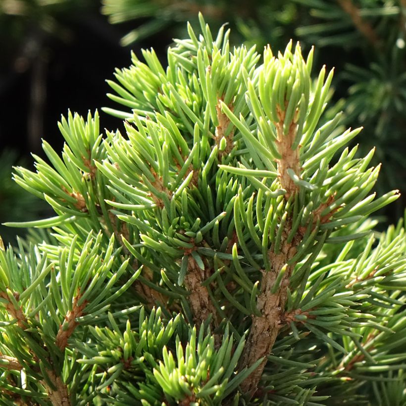 Épicéa commun nain - Picea abies Tompa (Foliage)