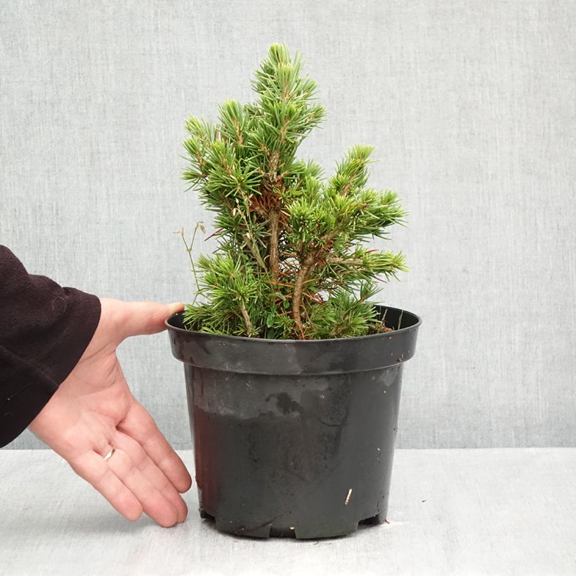 Spécimen de Épicéa commun nain - Picea abies Tompa Pot de 3L/4L tel que livré en automne