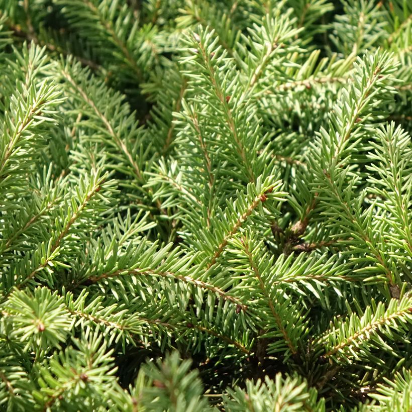 Epicéa commun nain - Picea abies Zagwiżdże (Foliage)