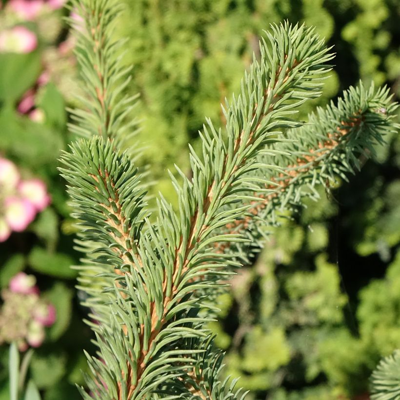 Epicéa commun - Picea abies Cranstonii (Foliage)