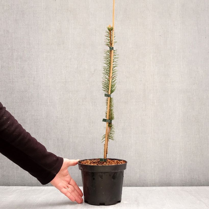 Spécimen de Epicea commun - Picea abies Virgata Pot de 3L/4L tel que livré en hiver