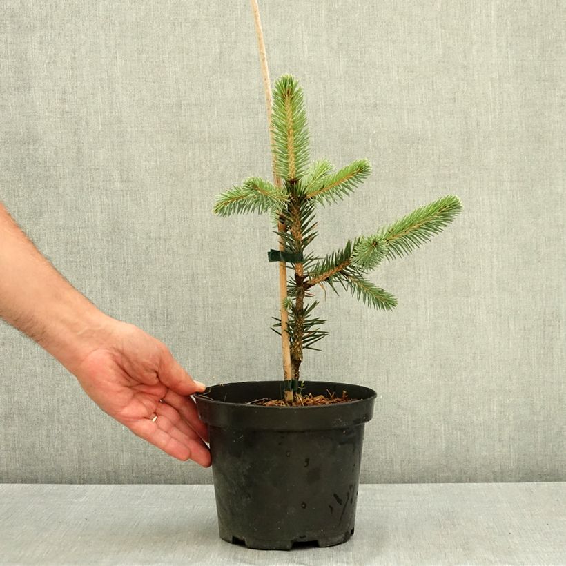 Spécimen de Épicéa de Chihuahua - Picea chihuahuana Pot de 3L/4L tel que livré en été