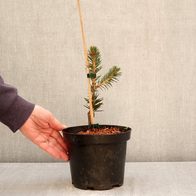 Spécimen de Épicéa de Chihuahua - Picea chihuahuana Pot de 3L/4L tel que livré au printemps