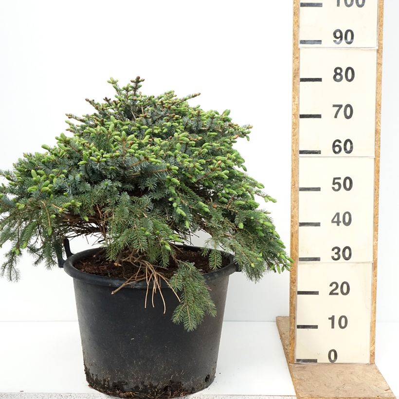 Spécimen de Epicéa de Serbie nain - Picea omorika Alexandra Pot de 30L/35L tel que livré au printemps