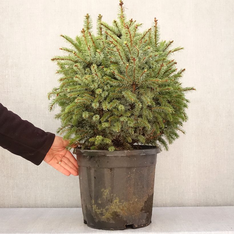Spécimen de Épicéa de Sitka nain - Picea sitchensis Tenas Pièce tel que livré au printemps