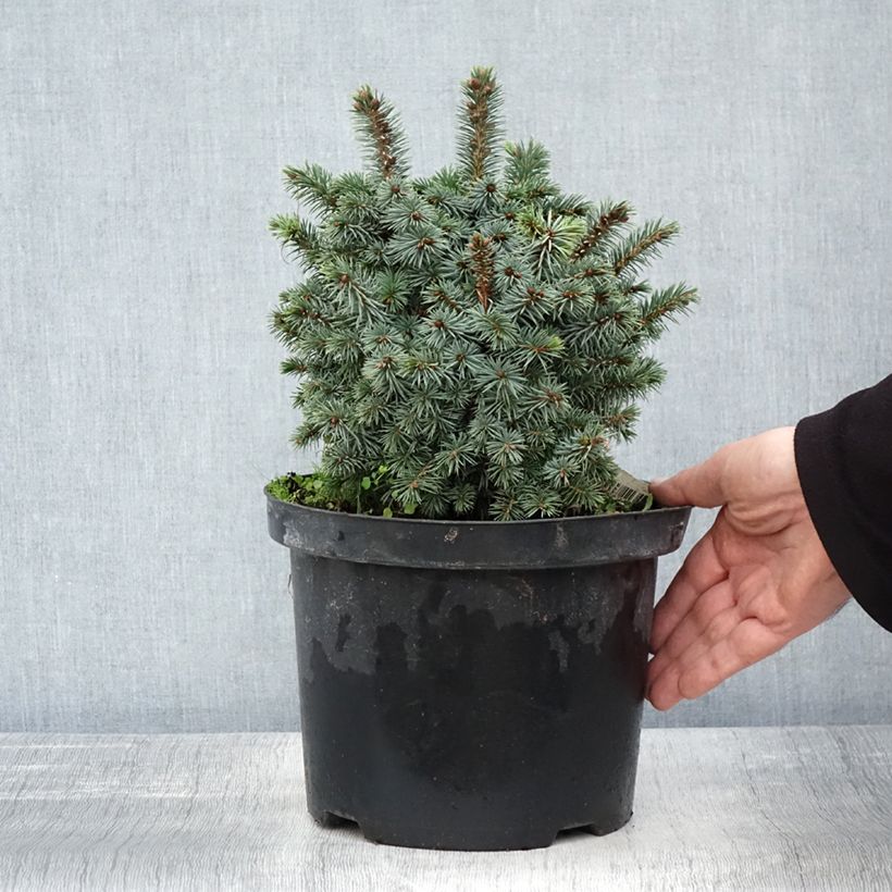 Spécimen de Épicéa de Sitka - Picea sitchensis Midget Pot de 4L/5L tel que livré en automne