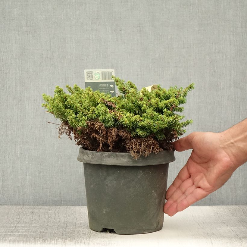 Spécimen de Épicéa nain - Picea abies Little Gem  2L/3L                       Pot de 2L/3L tel que livré en été