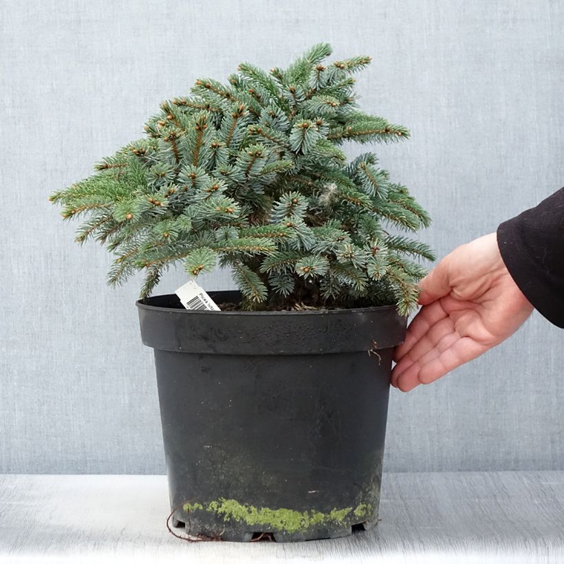 Spécimen de Epicéa nain - Picea mariorika Machala      Pot de 4L/5L tel que livré au printemps