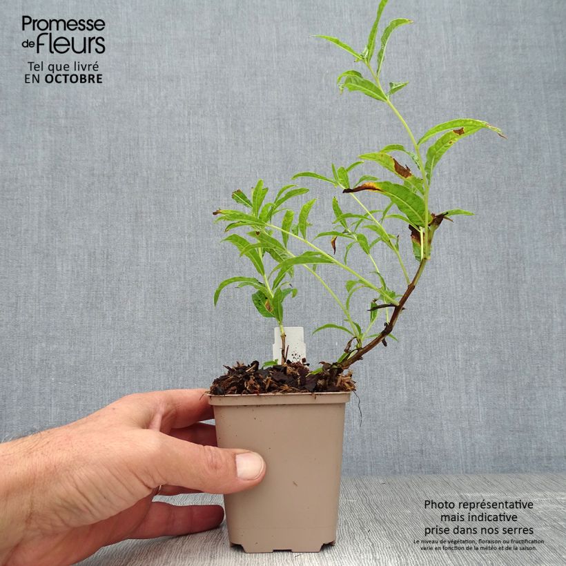 Spécimen de Epilobe blanche - Epilobium angustifolium album Godet de 8/9 cm tel que livré en automne
