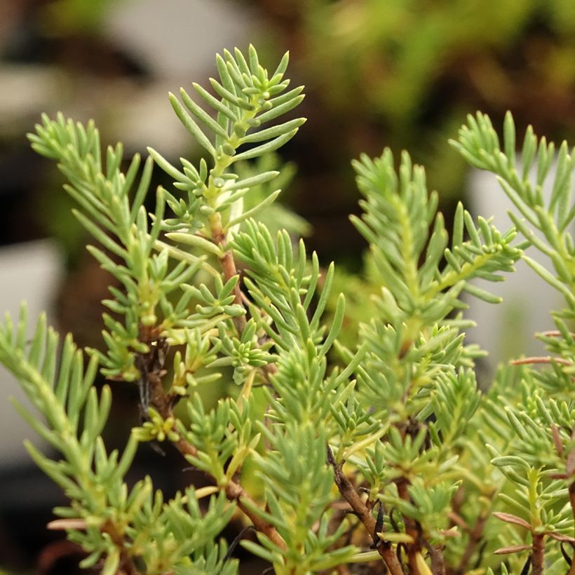 Epilobe blanche - Epilobium angustifolium album (Feuillage)