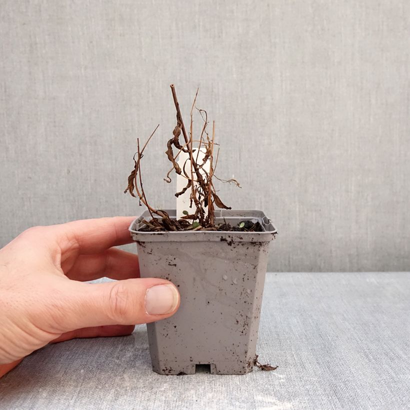 Spécimen de Epilobe en épi - Epilobium angustifolium Godet de 8/9 cm tel que livré en hiver