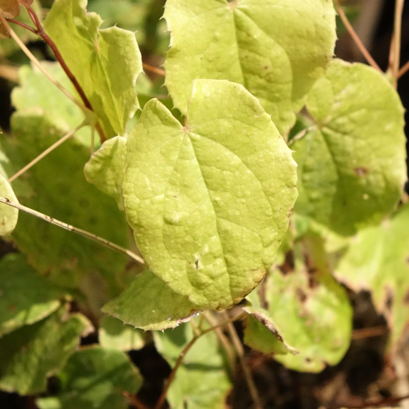 Epimedium asiatic hybrids, Fleur des elfes (Foliage)