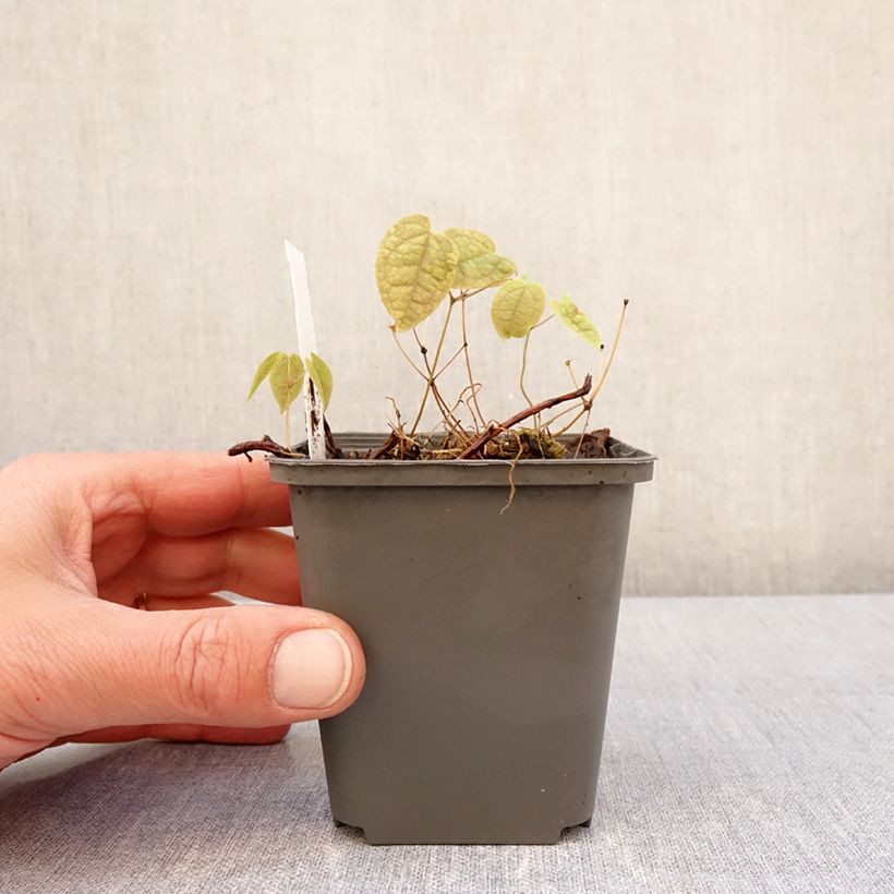 Example of Epimedium brachyrrhizum - Fleur des Elfes Godet de 8/9 cm as you get in printemps