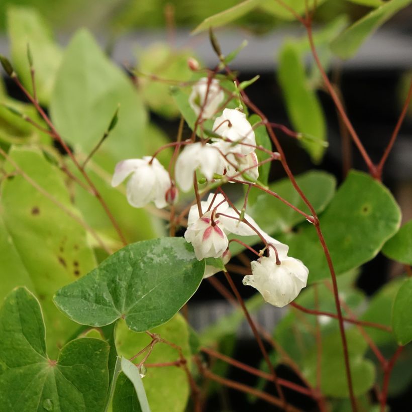 Epimedium elongatum - Fleur des Elfes (Floraison)