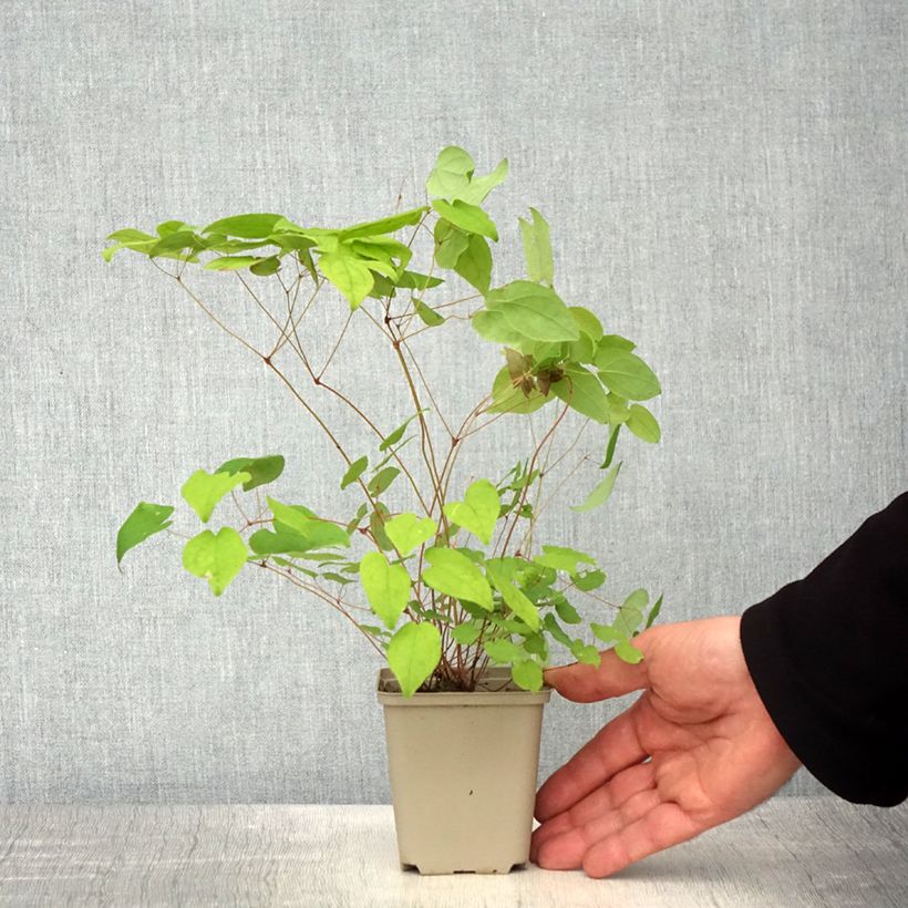 Example of Epimedium grandiflorum Beni-kujaku - Fleur des Elfes Godet de 8/9 cm as you get in printemps