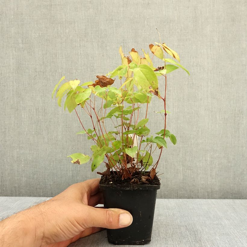 Spécimen de Epimedium grandiflorum Rubinkröne, Fleur des elfes Godet de 8/9 cm tel que livré en été