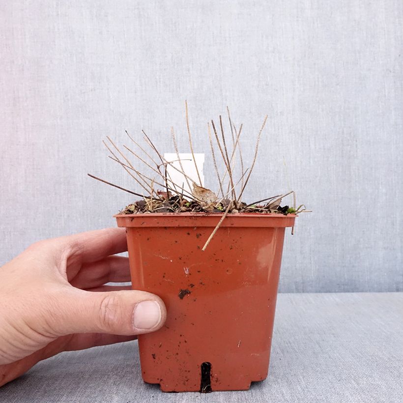 Example of Epimedium hybride Pink Elf - Fleur des Elfes rose Pot de 1L/1,5L as you get in printemps