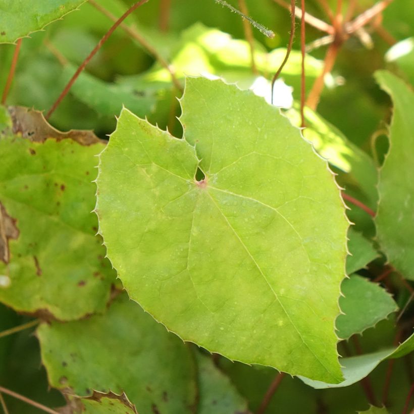 Epimedium hybride Sunny and Share - Fleur des Elfes (Foliage)