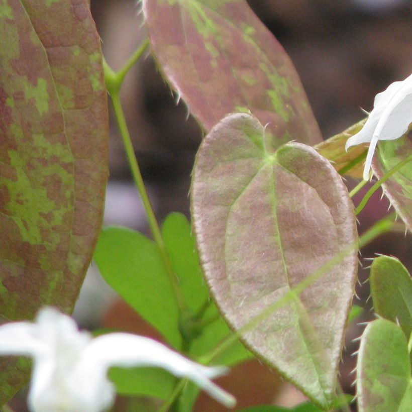 Epimedium ogisui, Fleur des elfes (Feuillage)