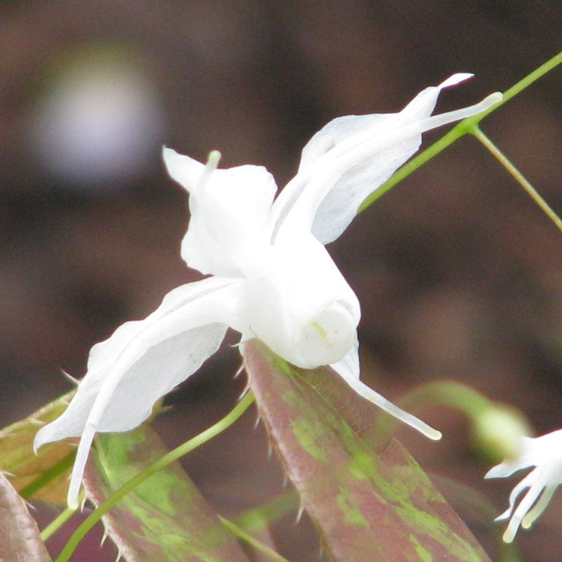 Epimedium ogisui, Fleur des elfes (Floraison)