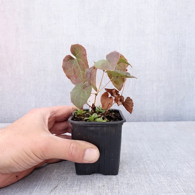 Example of Epimedium perralderianum - Fleur des Elfes Godet de 8/9 cm as you get in printemps