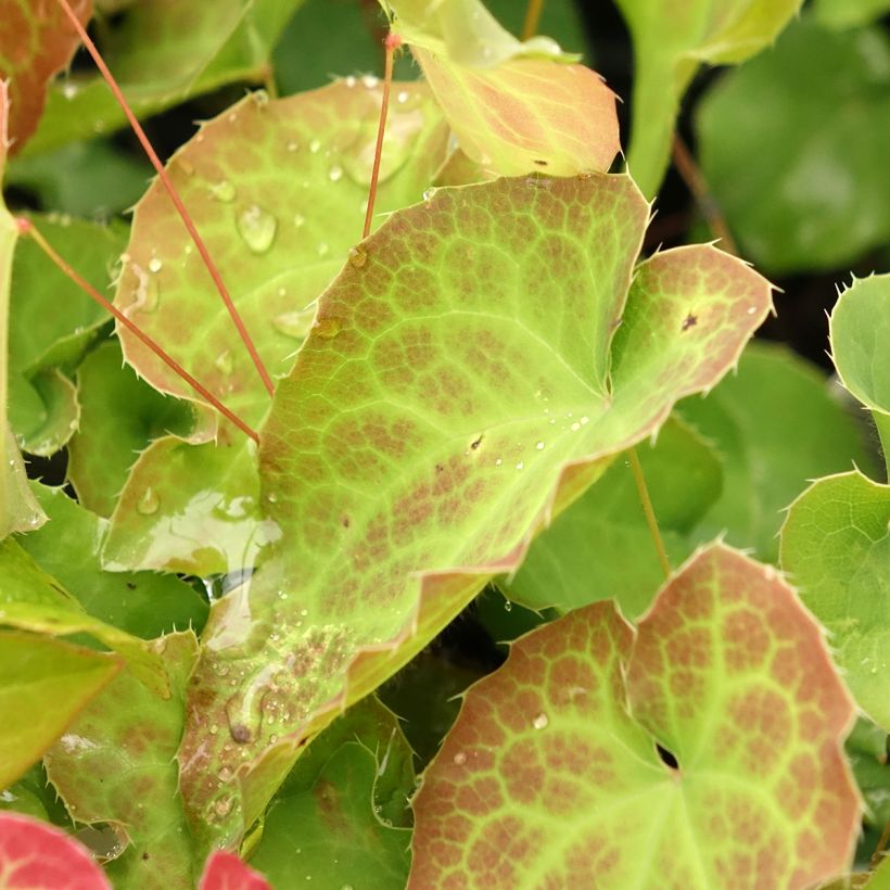 Epimedium perralderianum - Fleur des Elfes (Feuillage)
