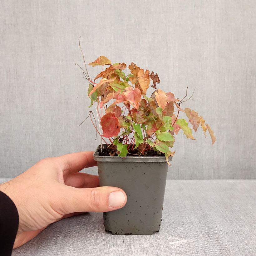 Spécimen de Epimedium rhizomatosum, Fleur des elfes Godet de 8/9 cm tel que livré en automne