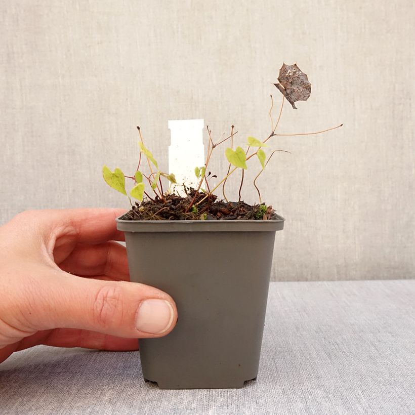 Spécimen de Epimedium rhizomatosum, Fleur des elfes Godet de 8/9 cm tel que livré au printemps