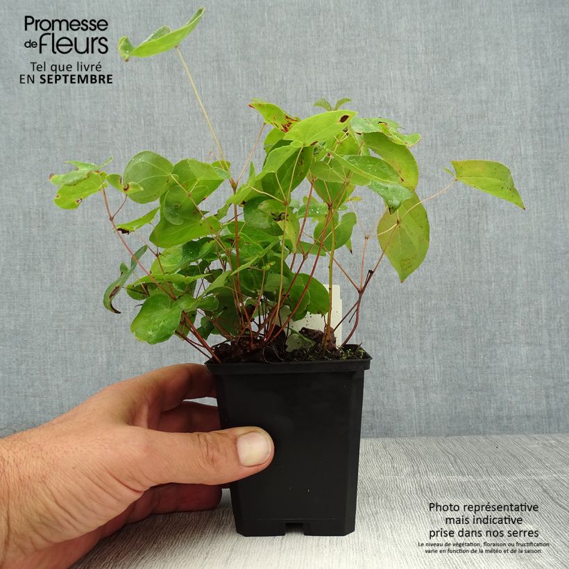 Spécimen de Epimedium x versicolor Sulphureum - Fleur des Elfes Godet de 7/8 cm tel que livré en été