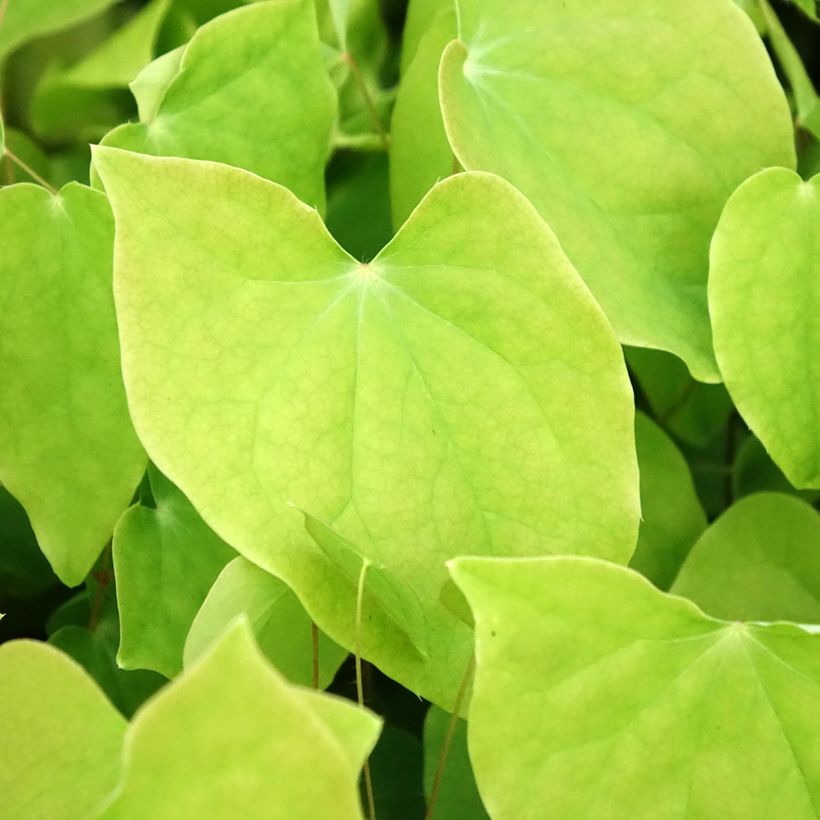 Epimedium youngianum Roseum, Fleur des elfes (Foliage)