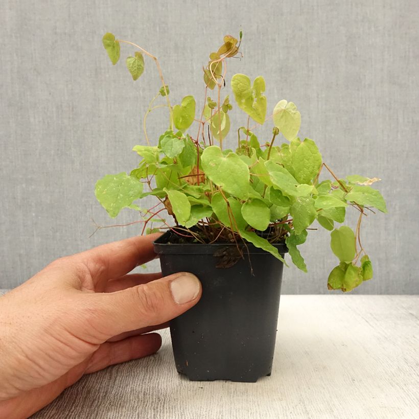 Spécimen de Epimedium youngianum Yenomoto, Fleur des elfes Godet de 8/9 cm tel que livré au printemps