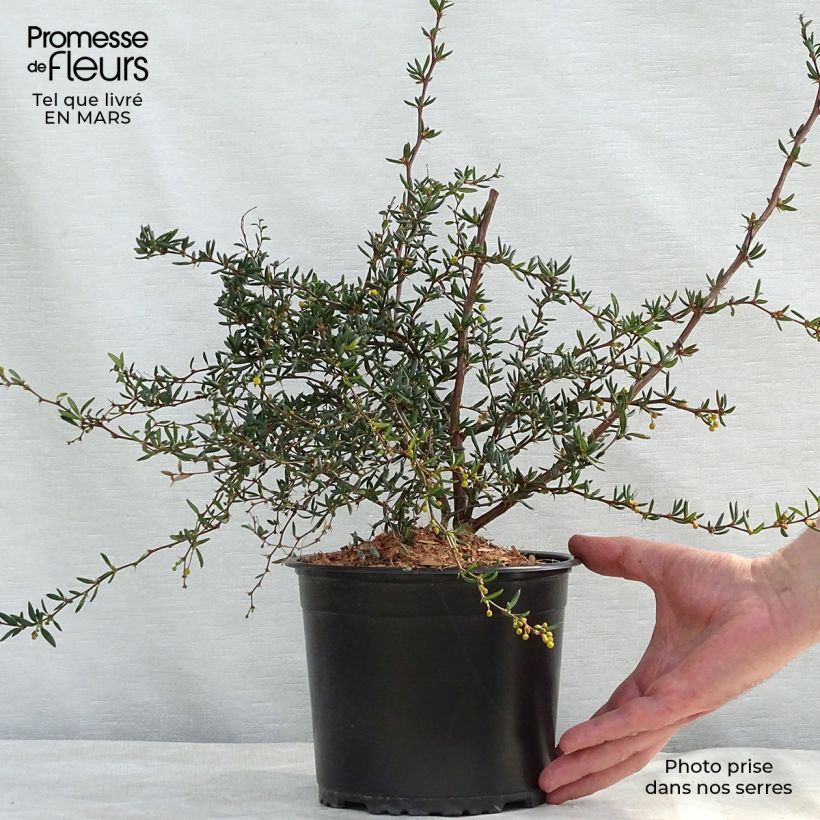 Spécimen de Berberis x stenophylla - Épine-vinette à feuilles étroites  Pot de 2L/3L tel que livré au printemps