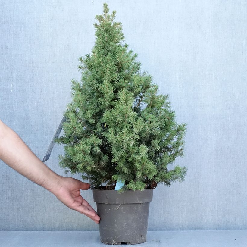 Spécimen de Epinette blanche - Picea glauca Biesenthaler Frühling Pot de 4L/5L tel que livré en été