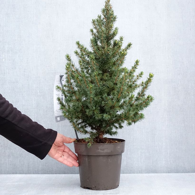 Example of Epinette blanche - Picea glauca Biesenthaler Frühling Pot de 4L/5L as you get in printemps