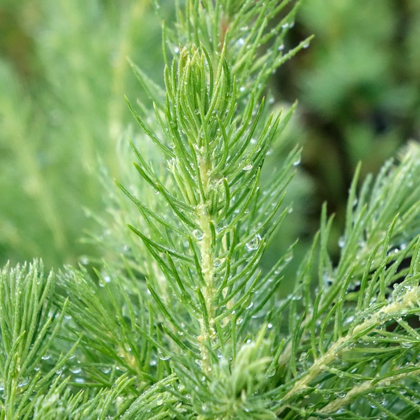 Epinette blanche - Picea glauca Conica (Foliage)