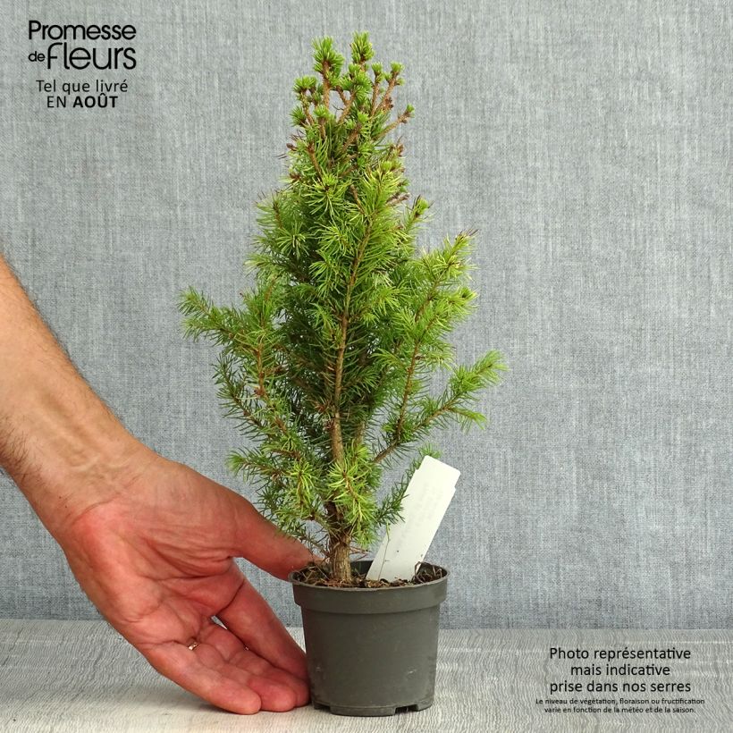 Spécimen de Epinette blanche - Picea glauca Daisy's White Godet de 8/9 cm tel que livré en été