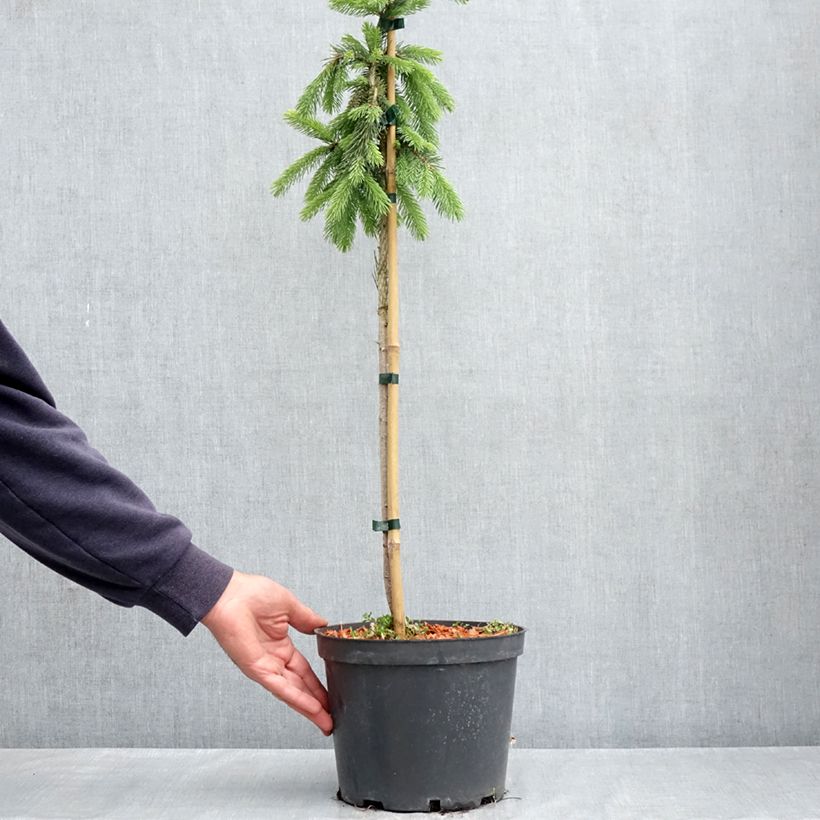 Spécimen de Epinette blanche - Picea glauca Pendula Pot de 4L/5L, Mini-tige, Tige de 30 cm tel que livré au printemps