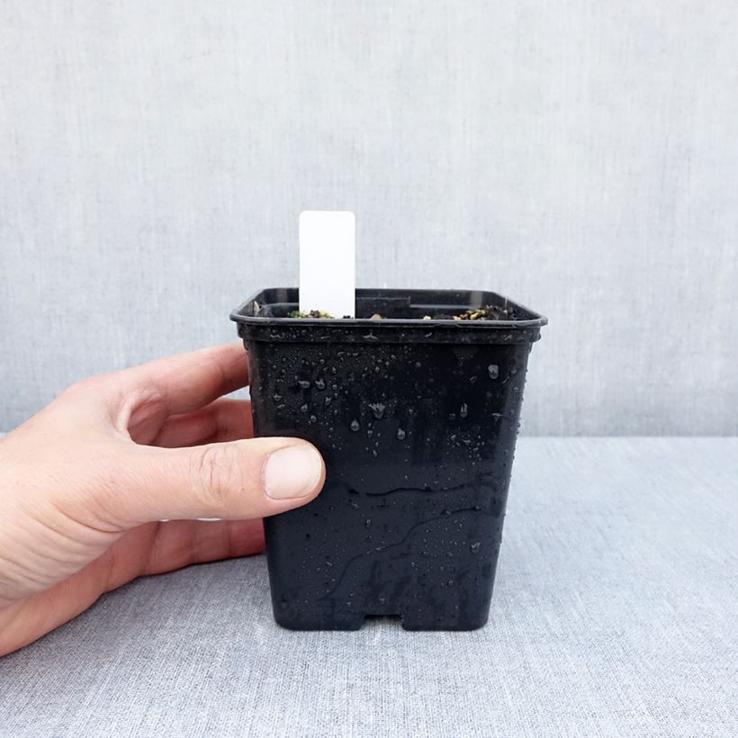 Example of Epipactis royleana - Orchidée de jardin Pot de 1L/1,5L as you get in printemps