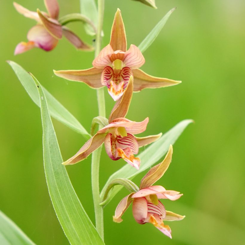 Epipactis Sabine - Orchidée de jardin (Floraison)