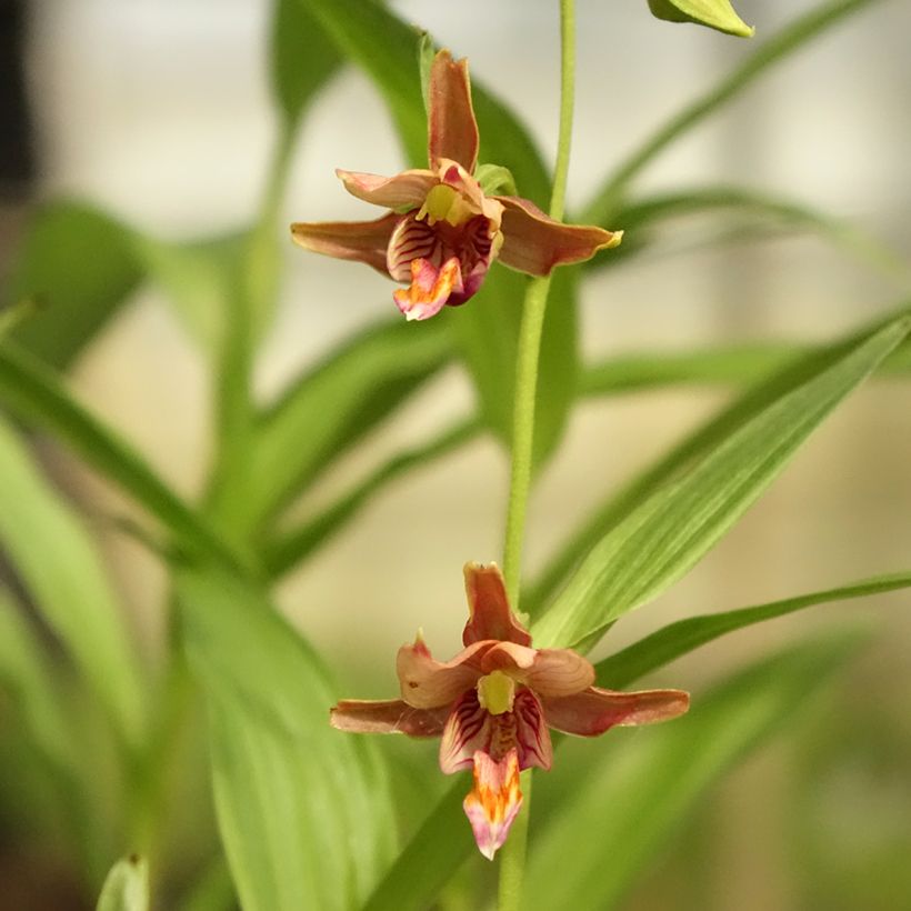 Epipactis thunbergii x gigantea - Orchidée de jardin (Floraison)