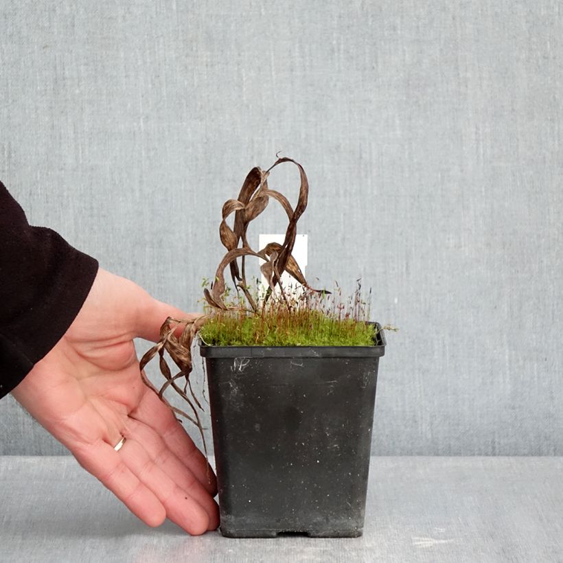 Spécimen de Epipactis thunbergii x gigantea - Orchidée de jardin Pot de 1L/1,5L tel que livré en hiver