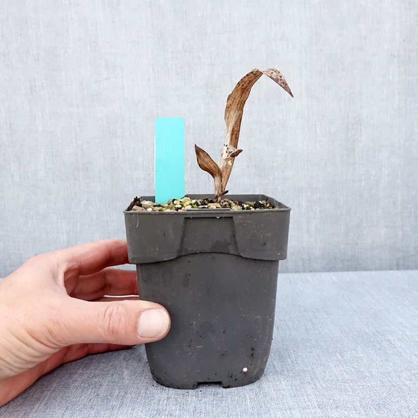 Example of Epipactis veratrifolia - Orchidée de jardin Pot de 1L/1,5L as you get in printemps