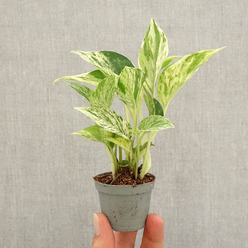 Example of Epipremnum aureum Marble Queen - Pothos Mini-plante as you get in automne